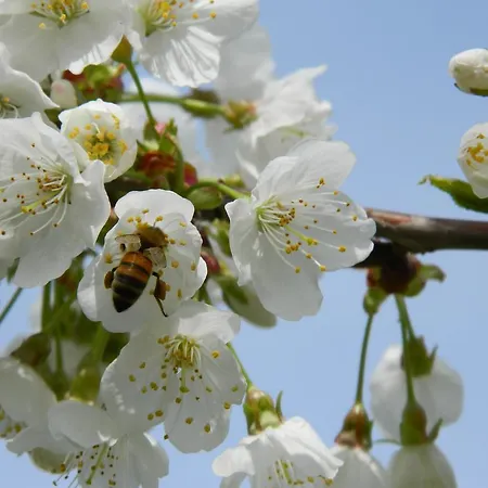 Podere La Campagnola *